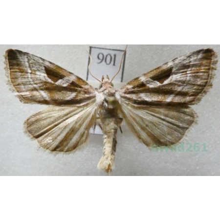 Eucarta virgo (Treitschke, 1835) Najemka dziewica Czech90l